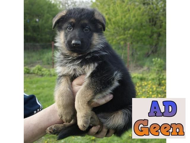 used Excellent Superb Class Quality Gsd Pups For Sale TrustDogsales. 9899803008 for sale 